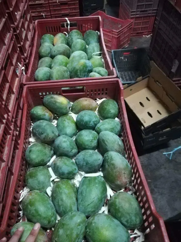 Свежий манго качества A1 ---- 2021 для экспорта