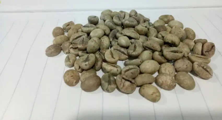 
Competitive Price for Green Robusta Coffee Bean 