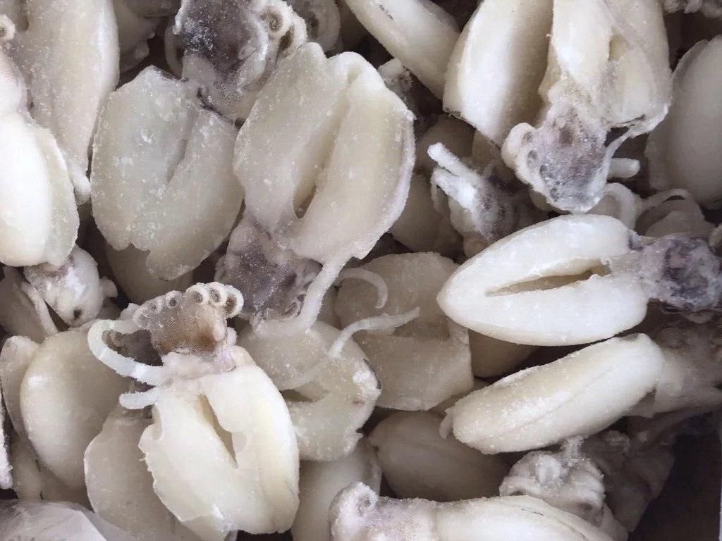 Frozen Healthy & Fresh Cuttlefish Export Morocco Sepiida Seiches At Reasonable Price