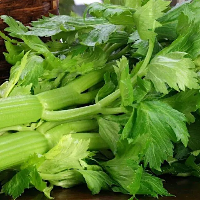 Vegetable Cauliflower Cabbage / China supply for sale fresh celery