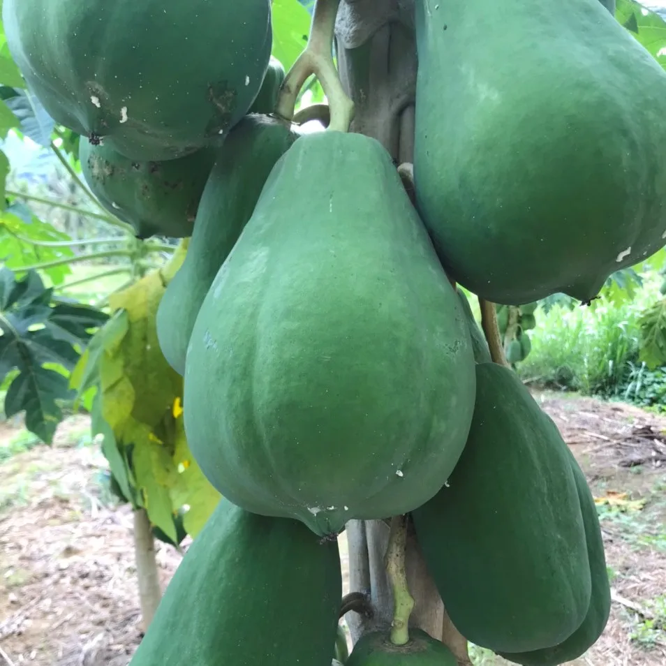 Vietnam Papaya (Pawpaw/ Papaw) fresh fruit- Premium, high quality, clean farming, prestige, attractive price