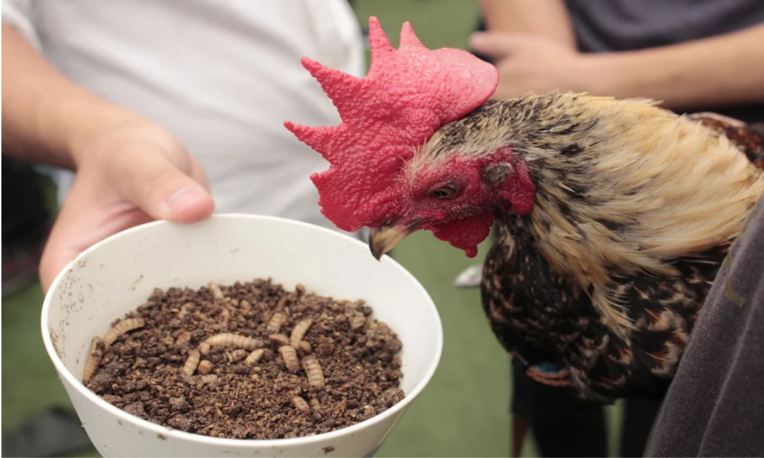 Self-Sustainability Feasible Dried Pet Food 1.5kg Black Soldier Fly Dried Larvae for Chicken, Bird & Fish