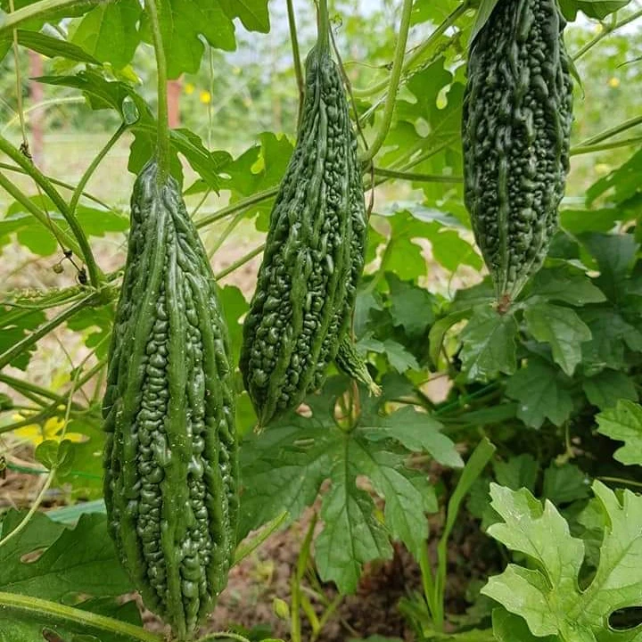 
2021 New Arrival Hybrid F1 Bitter Melon Seed For Planting 