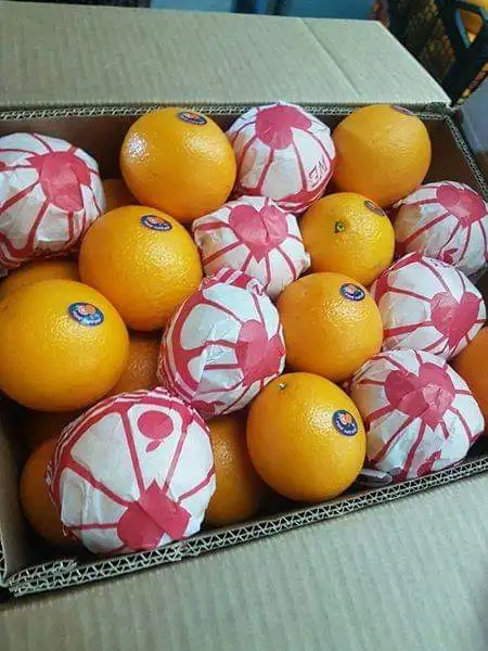 valencia orange malta 15kg egyptian premium quality class 1