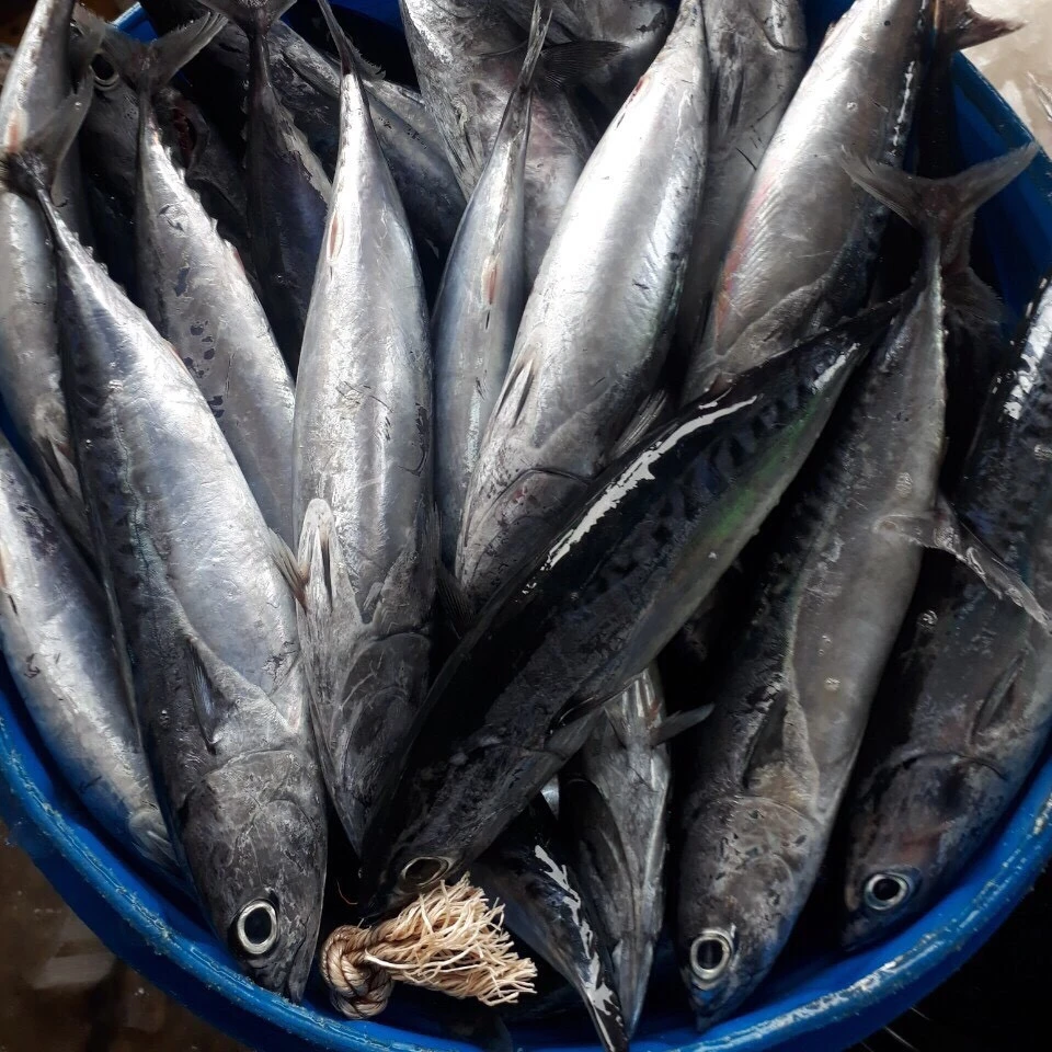 Замороженный пулевидный тунец wr_бонито тунец хорошего качества по хорошей цене