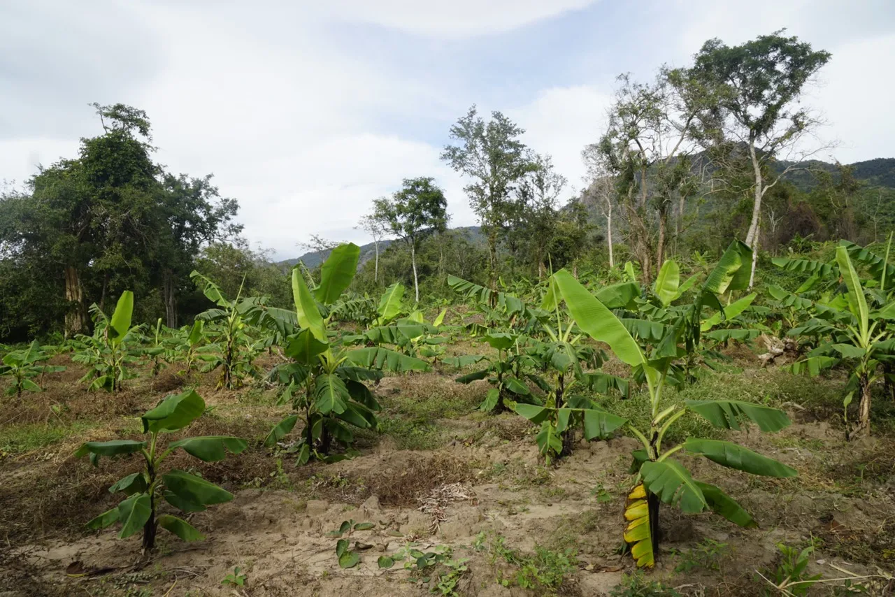 Fruit & Vegetable Product 100% Organic Long Shape Snack Yellow Open Air Dried Banana With Packing In Vacuum Pack From Vietnam