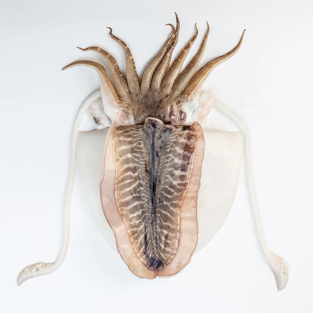 
Frozen Whole Cleaned CUTTLEFISH IQF 