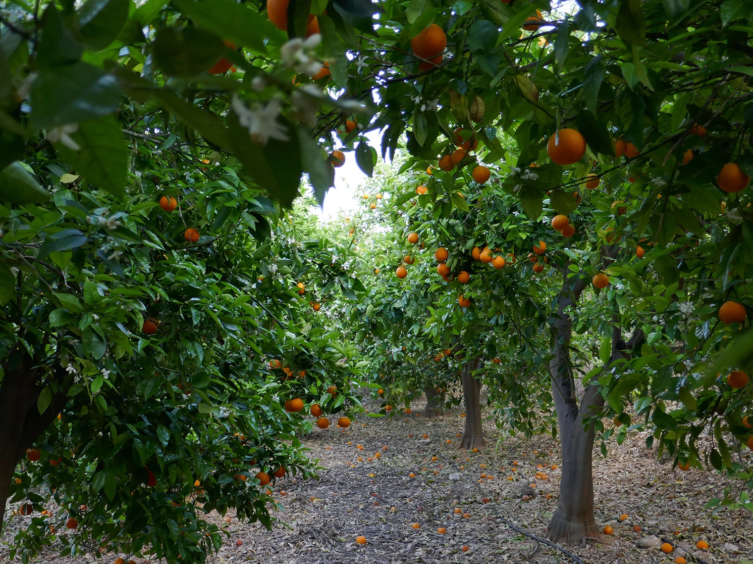 Premium Valencia Late Oranges with leaves. Global Gap Certification Sustainable Agriculture Certfication