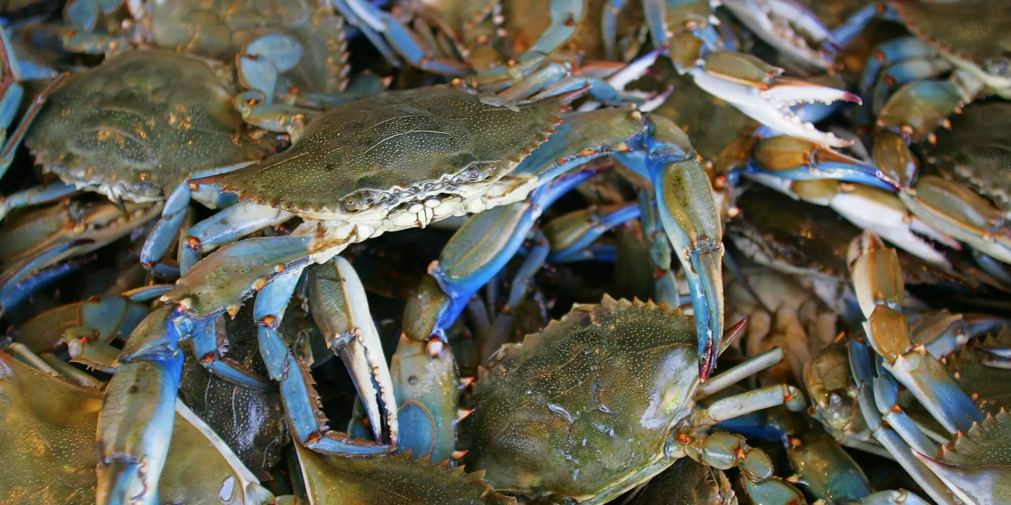Blue Swing Crab /