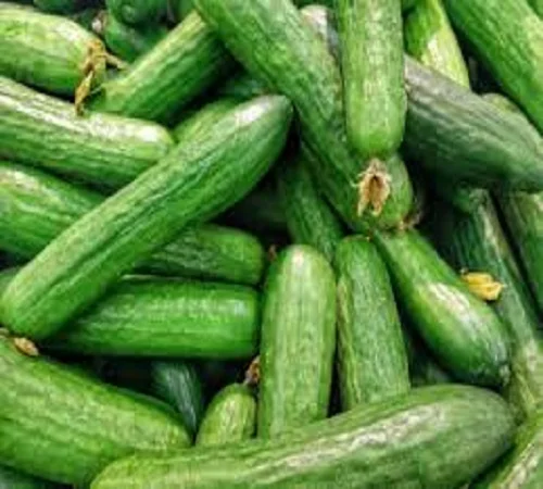 Cheap Price Large English Cucumbers Low MOQ