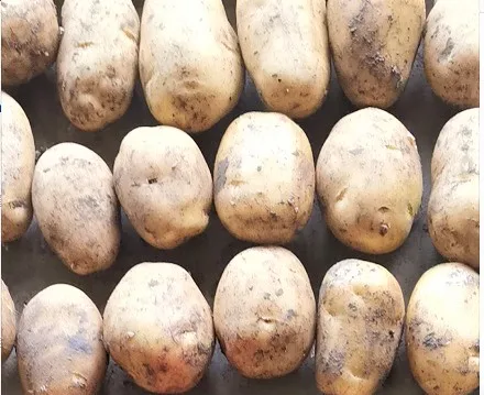 FRESH HOLLAND POTATOES PREMIUM GRADE GUARANTEE FOR EXPORT