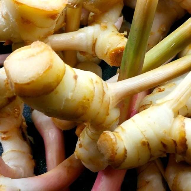 100% GALANGAL DRIED SLICES CHUNKY CUT ROOT RHIZOME ORGANIC NATURAL HERBS SPICY PREMIUM QUALITY NO CHEMICAL PRODUCT OF THAILAND