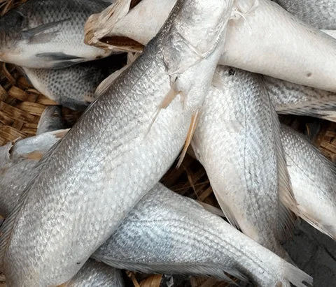 Wholesale Seafood Supplier Frozen Croaker For Sale In Cheap Price