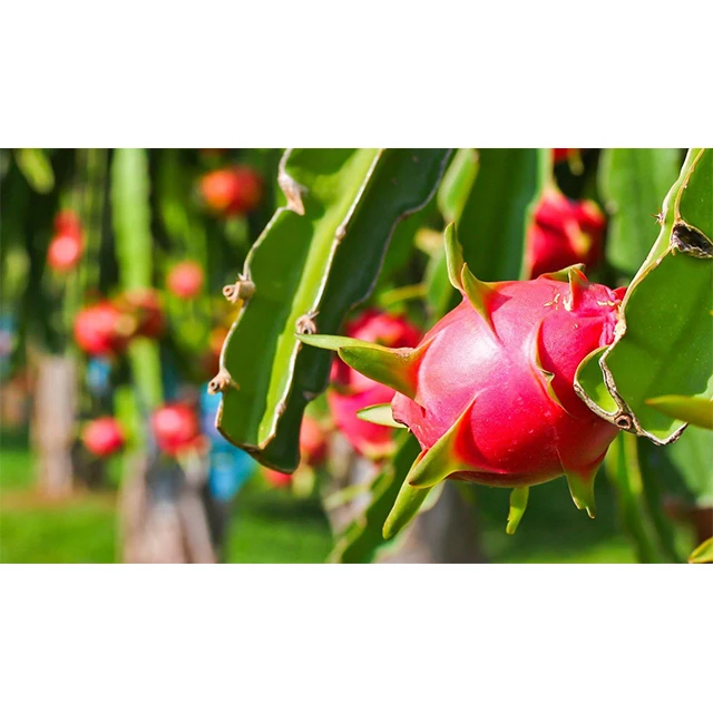 Fresh Super Delicious Taste Premium Quality White Dragon Fruit Whole Fruit Export