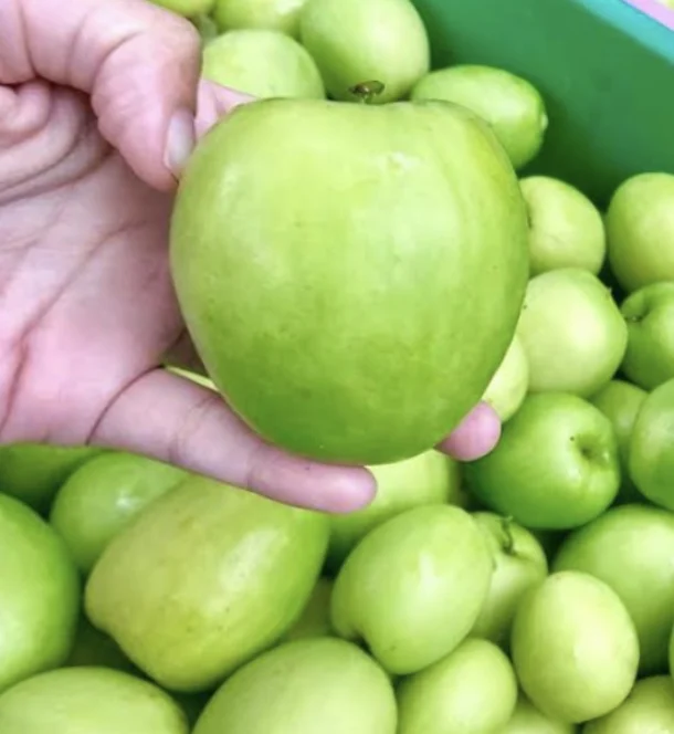 
Fresh Sweet Jujube Milky Monkey apple Tropical Fruit Hot Selling 