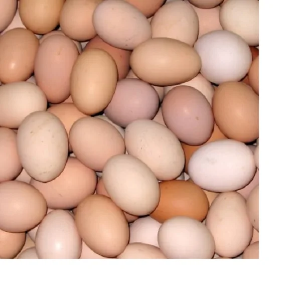 Fresh Brown White Table Eggs / Fresh Chicken Eggs, Sell At Best Rate