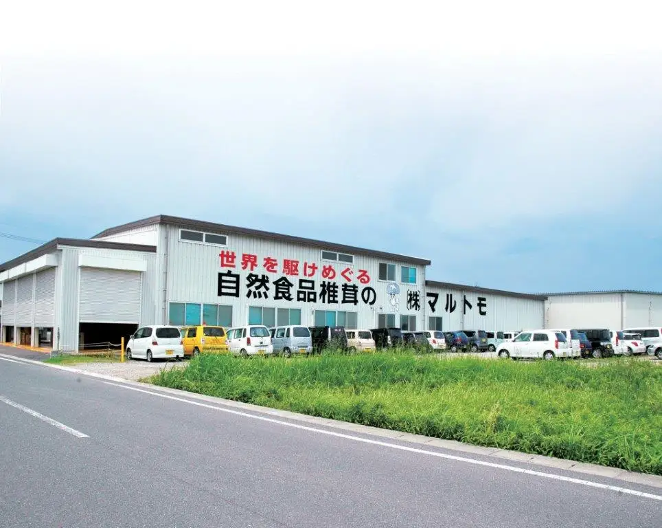 
Japan healthy food longevity Steamed weight loss organic sea kelp dried 