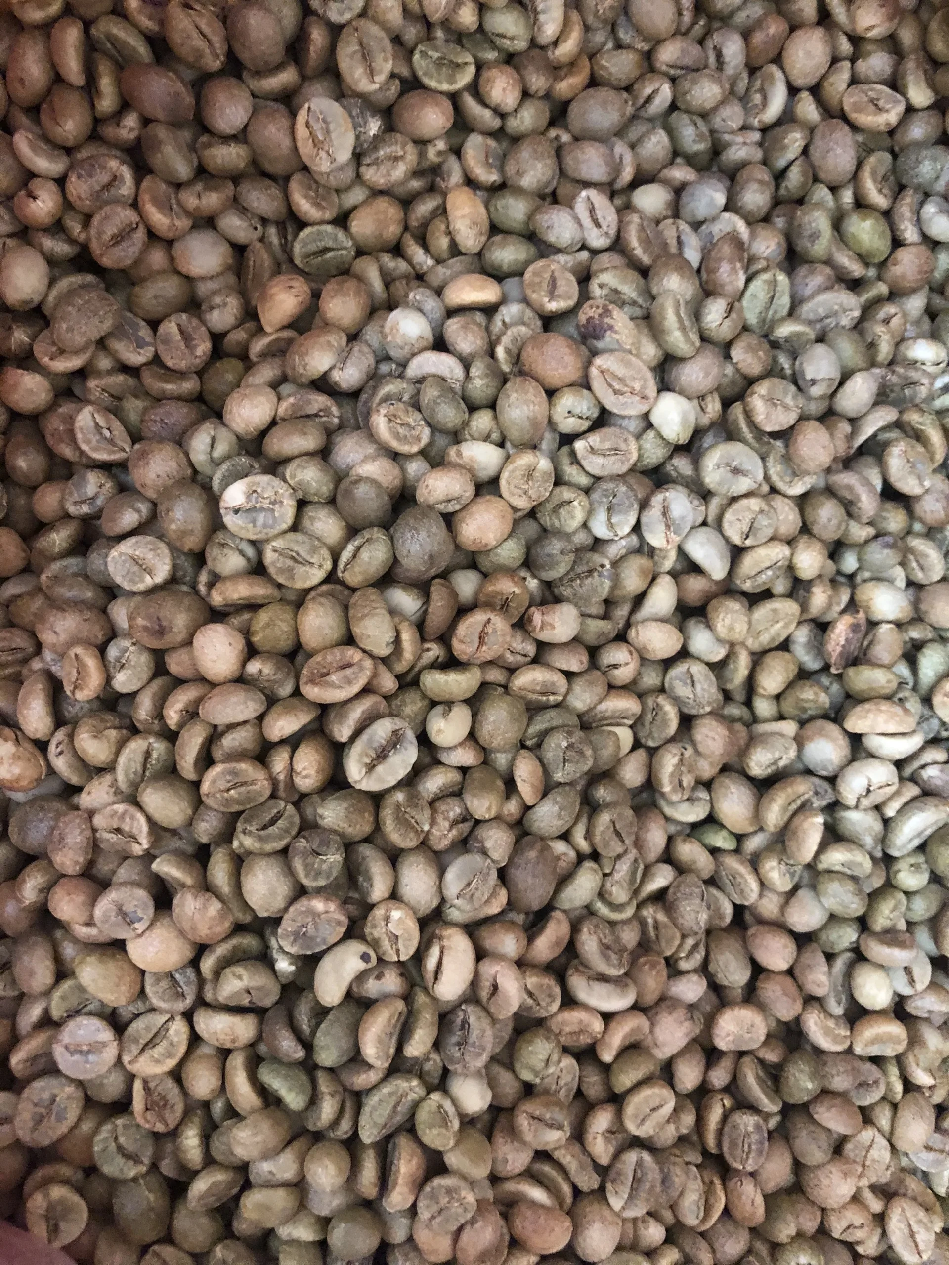 
Best Robusta Green Raw Coffee Beans With Shelf Life 26 Months In Plastic Packaging From Vietnam 