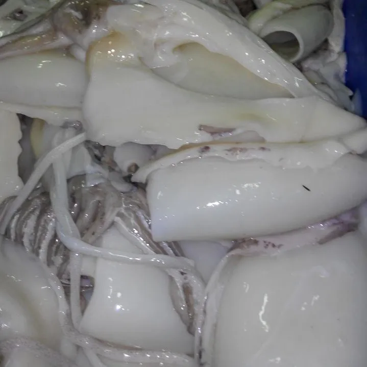 
Frozen Cuttlefish with reliable prices 
