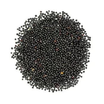 
Wholesale Natural Organic Canola Rape Cereal From Russia 