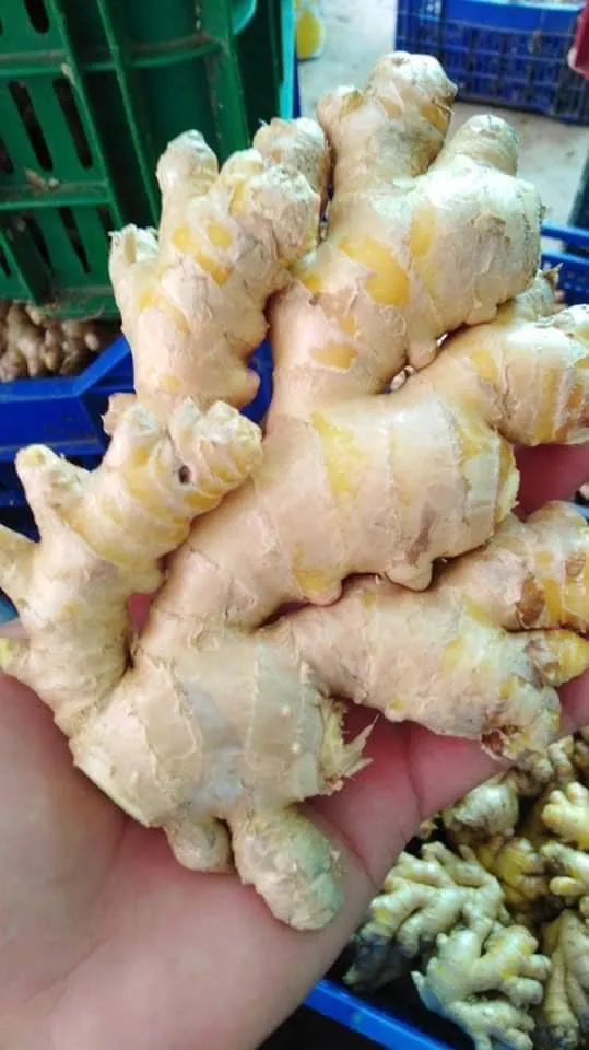 fresh ginger for export edible organic sells with best price recent crops
