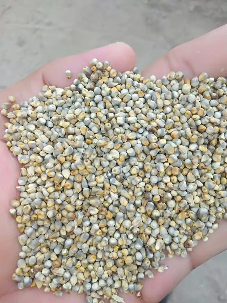 Natural and Premium Quality  pearl millet (green) bajara Indian origin for human and animal feed