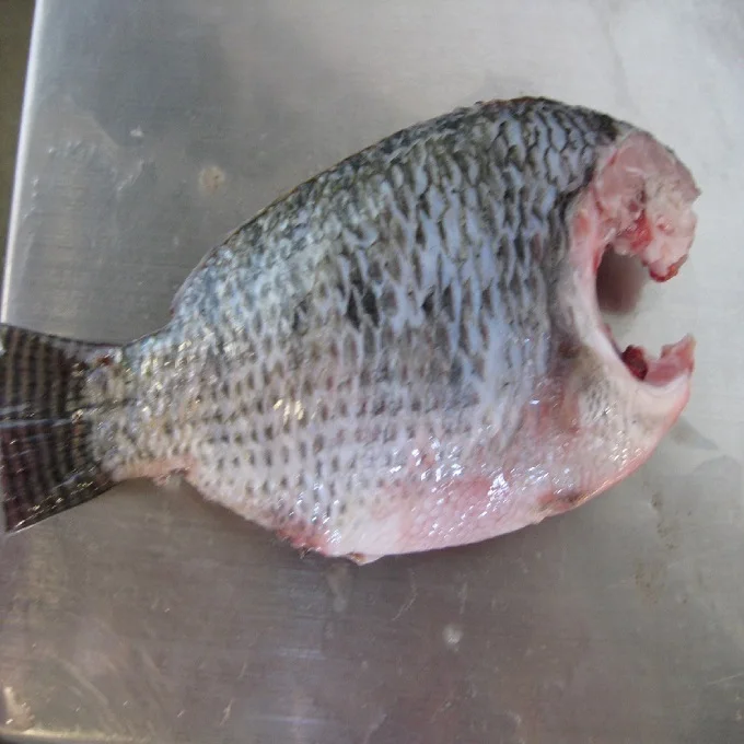 Tilapia Fish  300G To 500G Whole Clean Kosher Wr 4Kg Black Tilapia