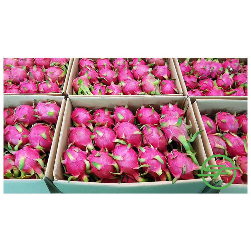 Fresh fruit from Vietnam High quality Red flesh Dragon fruit 100% Organic fruit