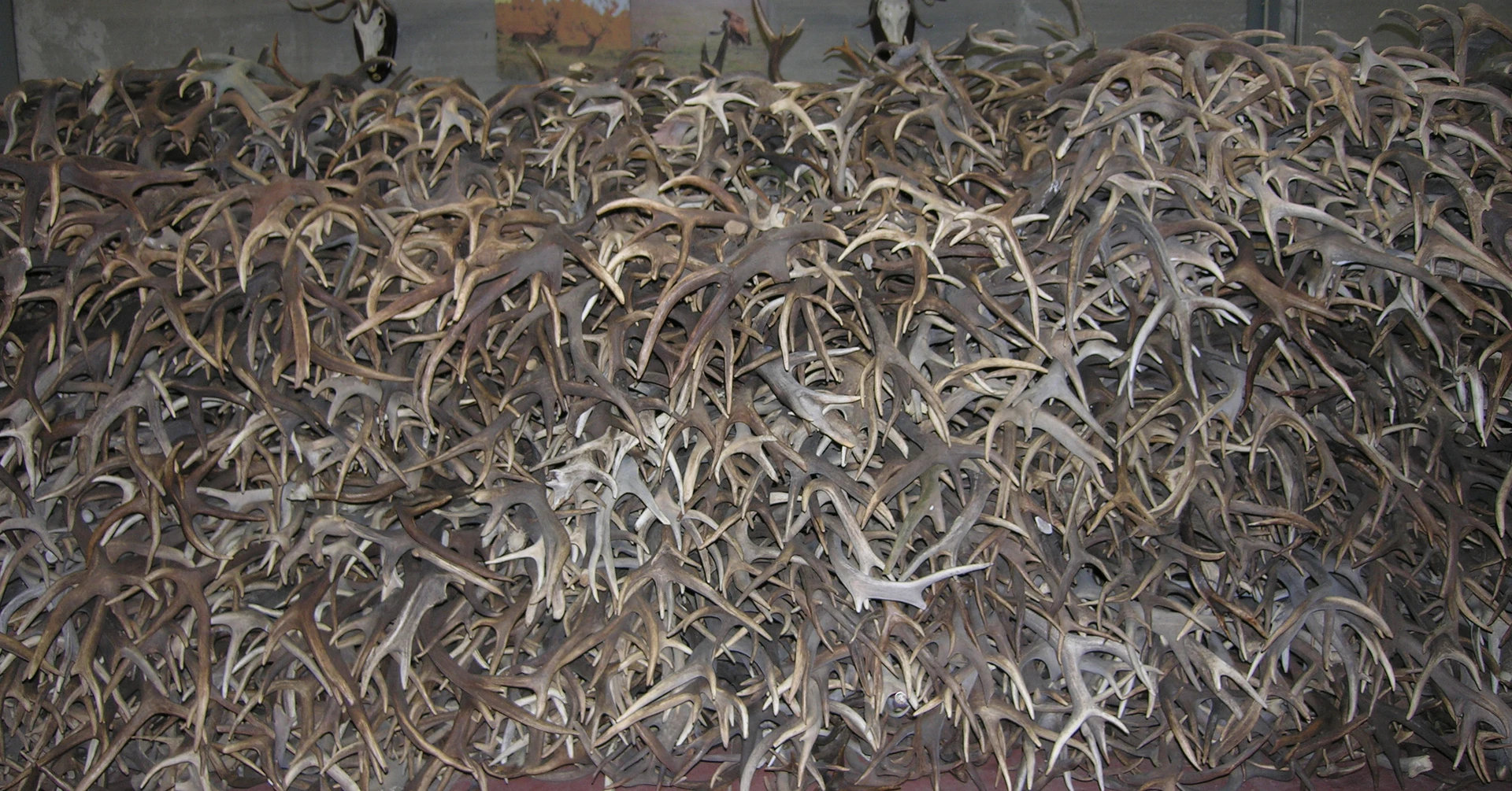 Олени Whitetail олени пучок