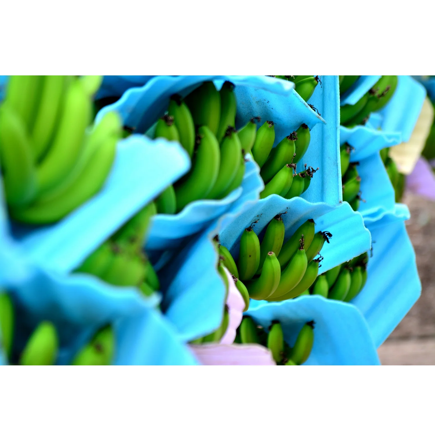 
Fresh Cavendish Banana from Vietnam Have GlobalGap Certification with Sweet Taste 