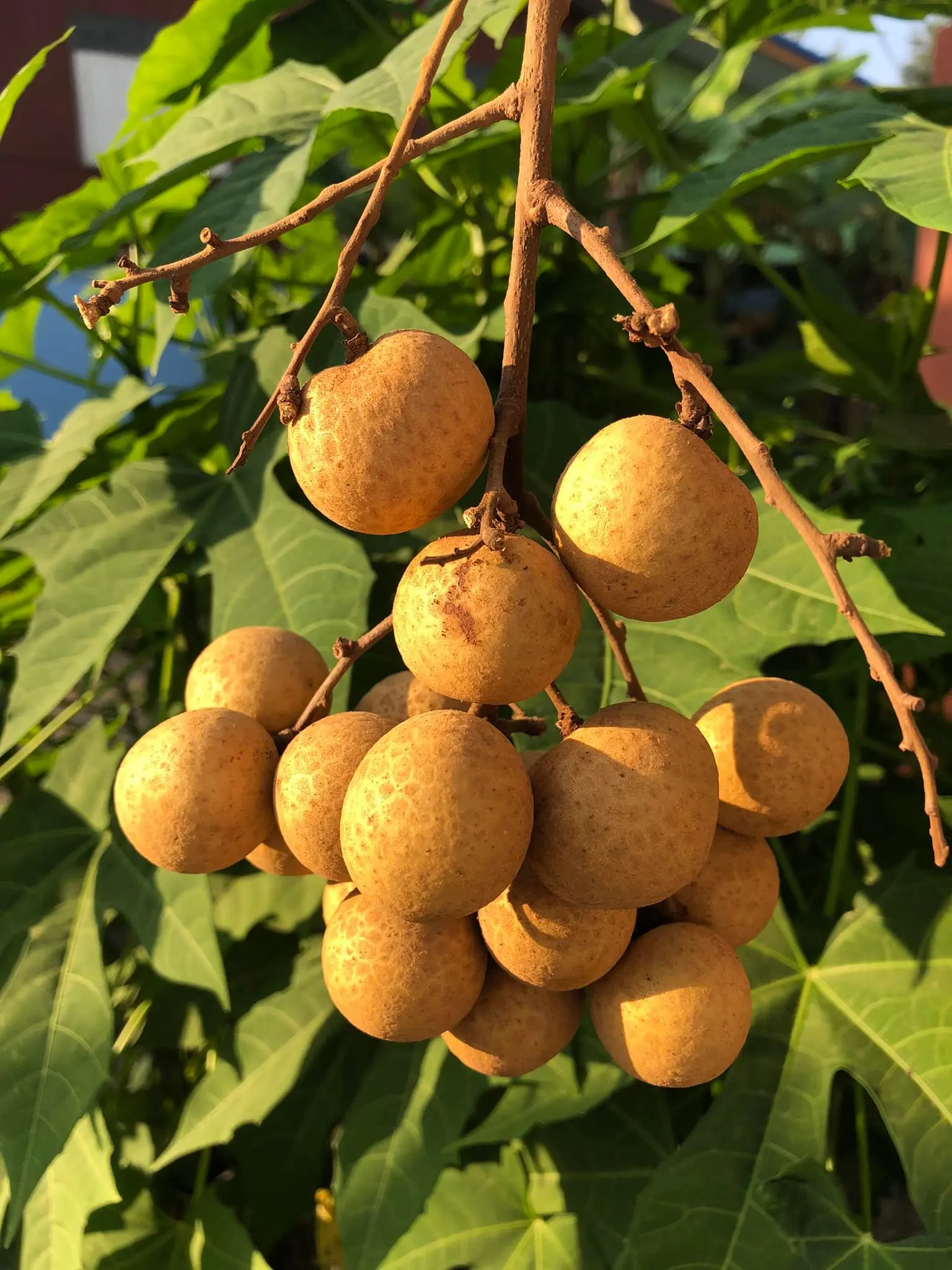 Longan Meat Dried longan  Kimzew Freeze Dried Good Quality Thailand