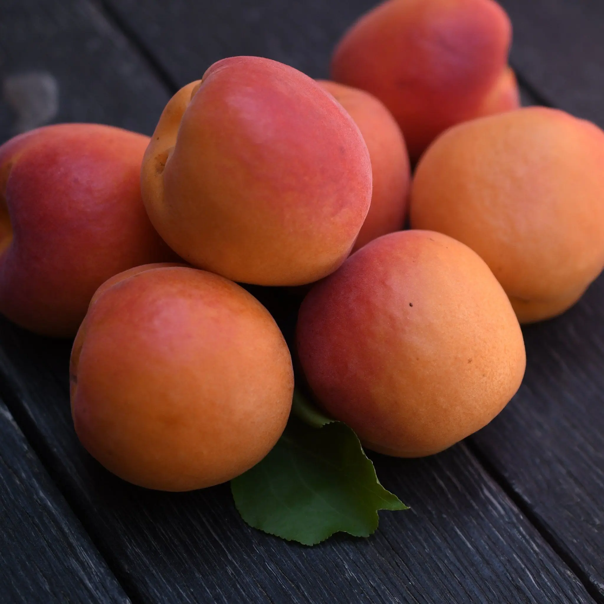 
Organic Apricots - Frog Hollow Farm 