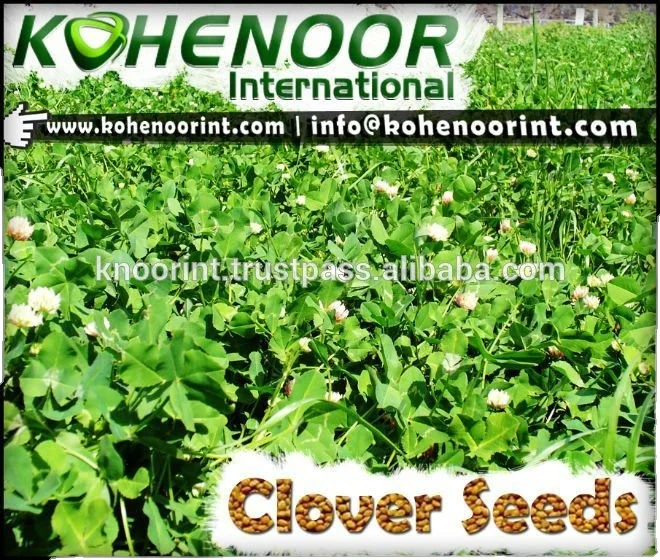 Семена Персидского клевера высшего качества