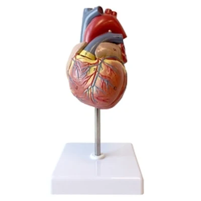 Human Heart Model- 3 Parts human anatomy biology educational model Radical Manufacturer