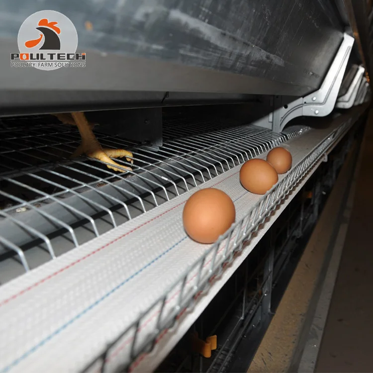 Новое поступление-ловушка для устриц оборудование птицефабрика продажи в Гане 200 слой клетка 4 яруса автоматическая яйцо куриное