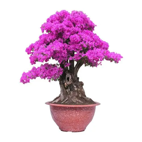 WHOLESALE Decorative Bonsai Tree Planter Chinese Pattern Plastic Plant Pot