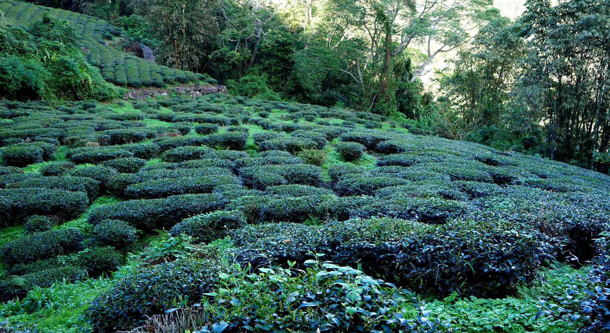 
Taiwan Alishan High Mountain Oolong Loose Leaf Tea 