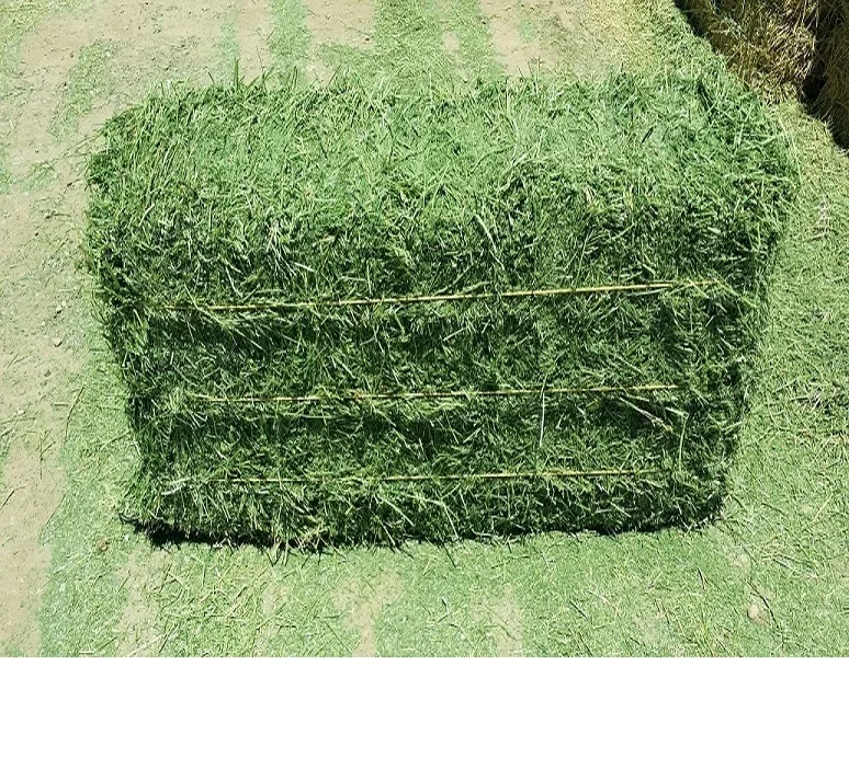 Fresh Alfalfa Hay for Animal feed