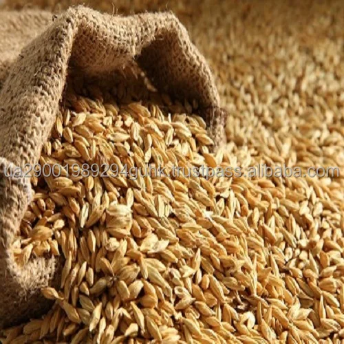 Barley 3.jpg
