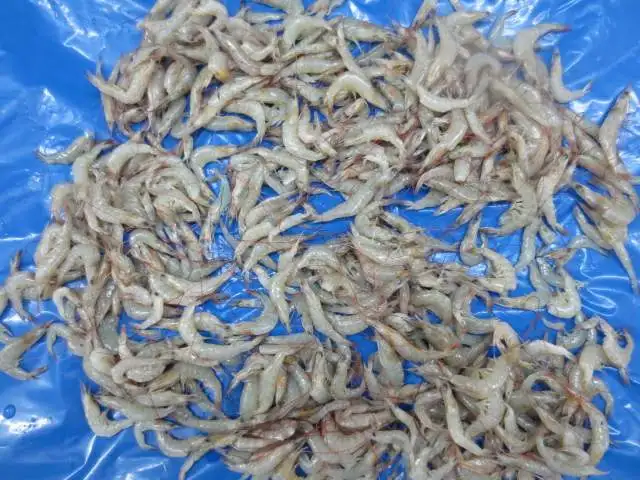 FROZEN RIVER SHRIMPS