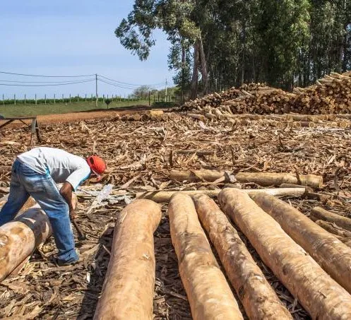  Hot Selling Eucalyptus Wood