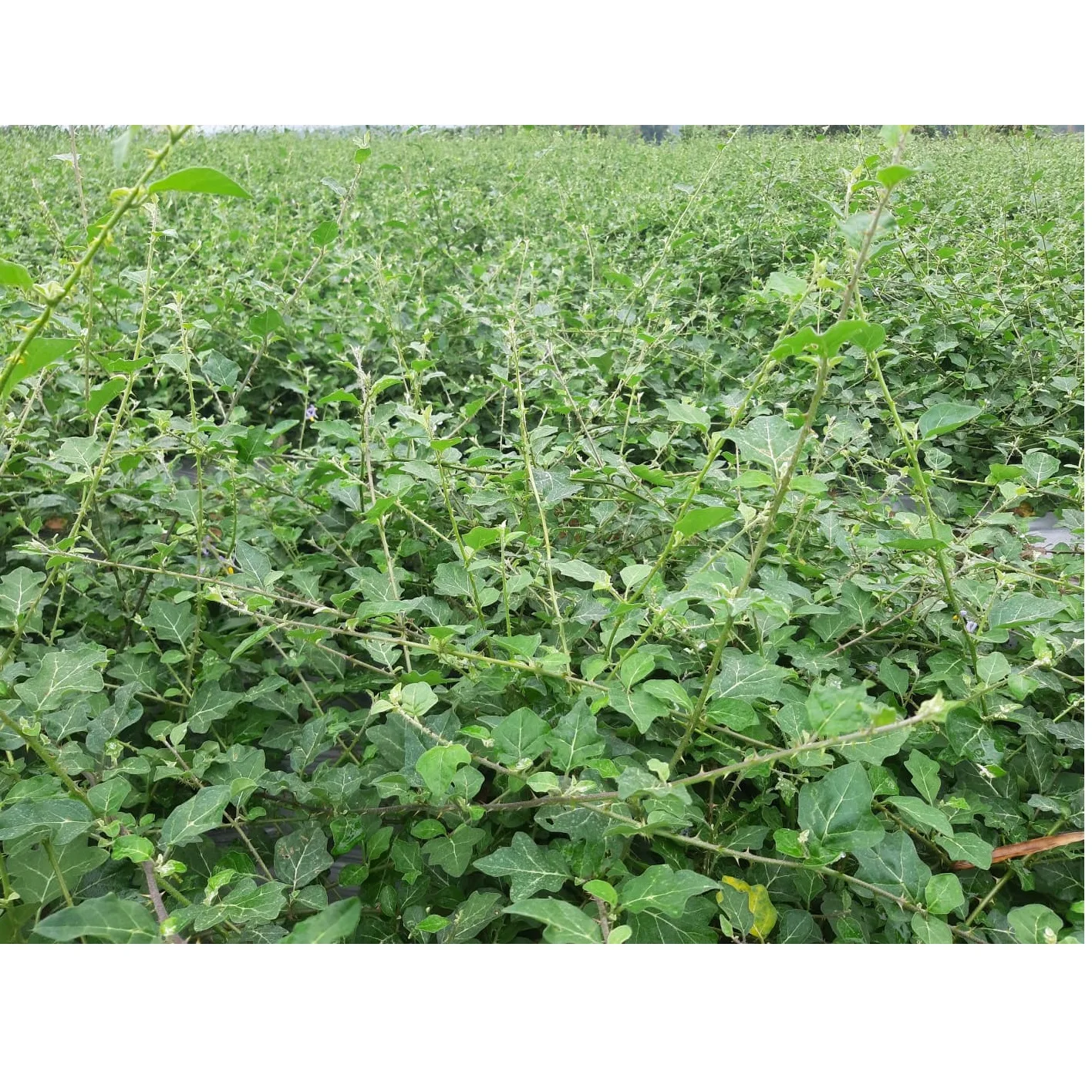 High Quality Best Price Best Selling Fragrant Green Natural Detoxification Solanum Procumbens Tea Bag Exported From Vietnam