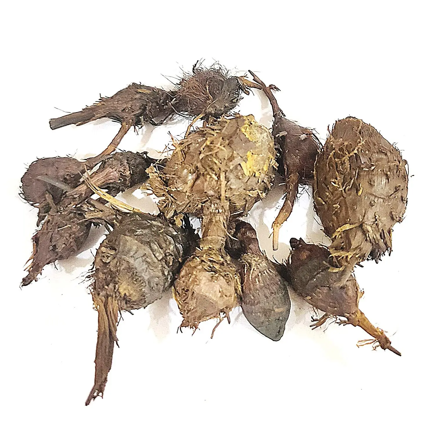 Nagarmotha essential oil in bulk Nagarmotha Cyperus rotundus cyprotene flavonoids Nagarmotha Cypriol Oil Perfumery oil Nagarmoth