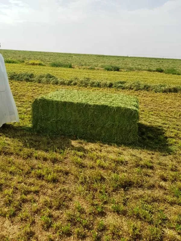 
HIGH PROTEIN ALFALFA HAY BALE FROM TURKEY 