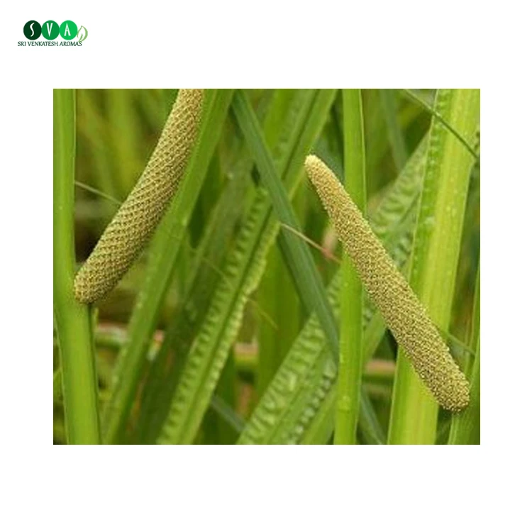 Bulk Quantity Available Pure Natural Organic Calamus Essential Oil
