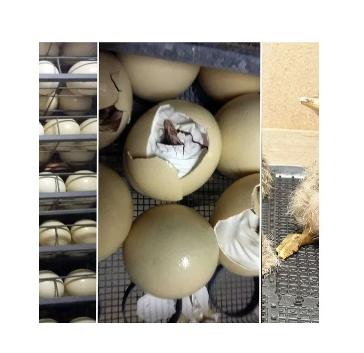 
Fresh and Fertile Ostrich Egg 