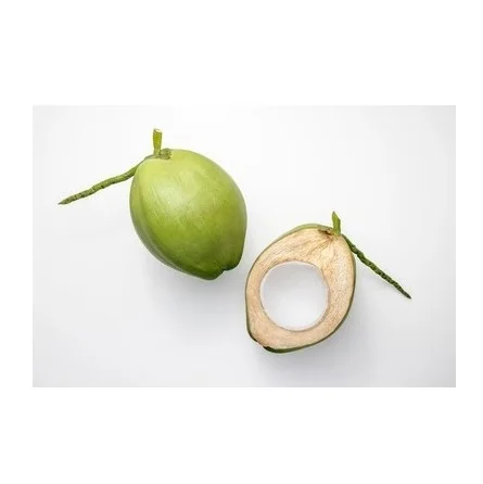 High Quality Fresh Coconuts at Cheapest Wholesale Prices Available In Huge Stock