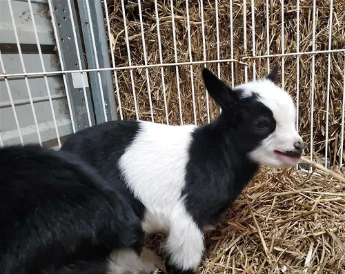 Nigerian Dwarf, Nubian,Goats,cow,camel,sheep,goat,ox,bull