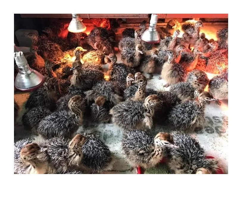 Страусиные цыплята