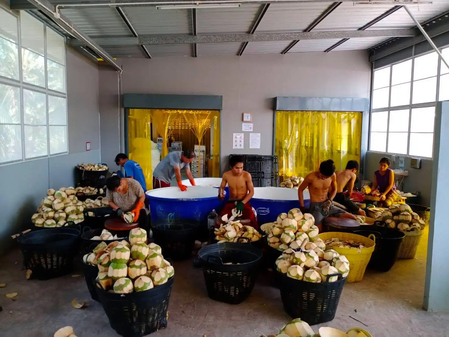 Shell Part Diamond Cut Shape coconut fresh coconut young coconut- cocobe export from Thailand